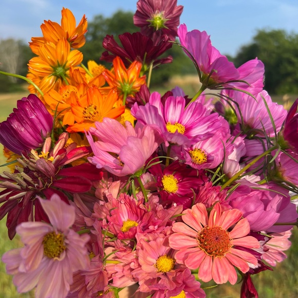 Meet your Posher, Alissa - Picture 2 of 4